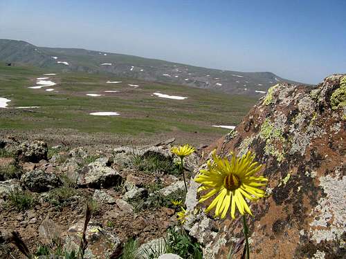 Aragats' flora