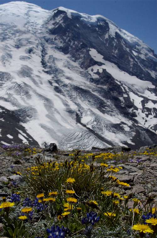 Pale Mountain Dandelion