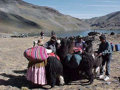Unloading the llamas