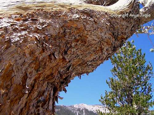 Bark of Pinus longaeva