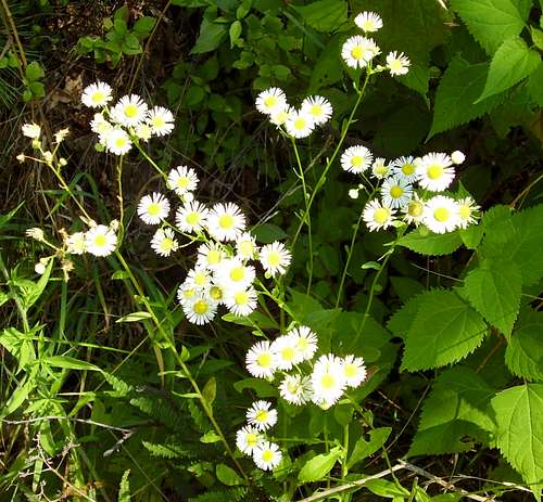 Daisey Fleabane on the Tuscarora Mountain