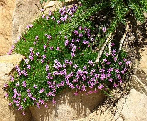 Bald Mountain Purple Wildflowers