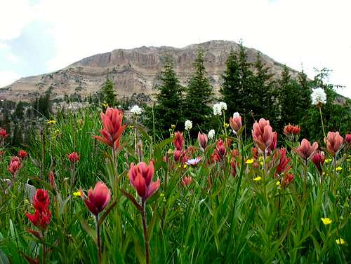 Pink Wildflowers below Bald Mountain