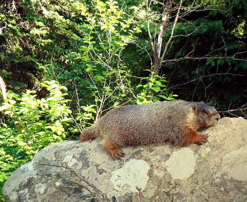Resting Marmot