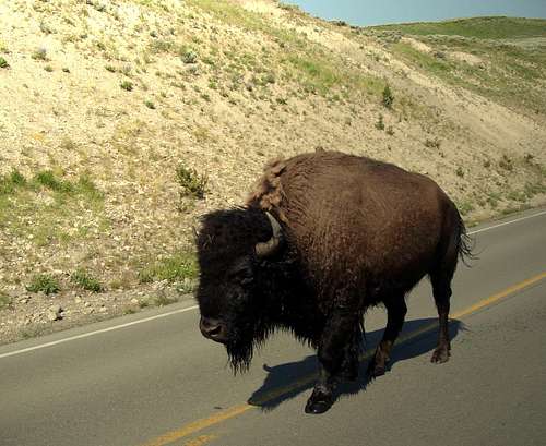 Buffalo walking along the street