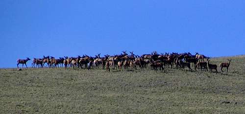 A huge herd of elk on the east ridge of Buffalo Peaks...