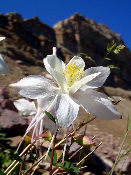 Columbine at Old Priord Pass Trail