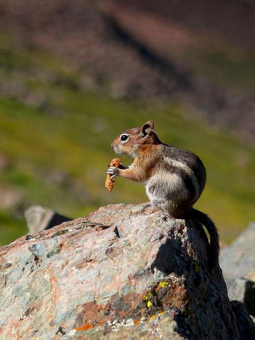 summit  golden mantel ground squirrel
