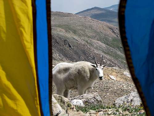 High Camp Goat