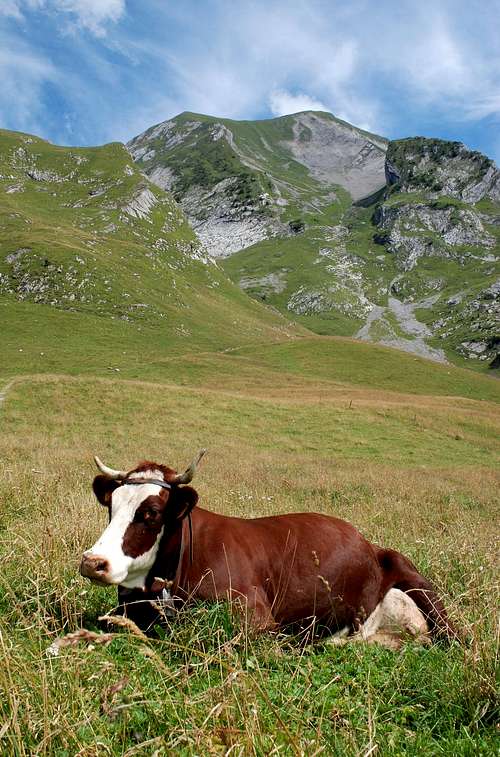 Peaceful Cow