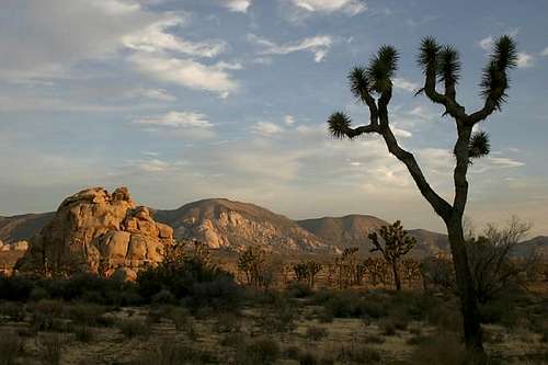 Late afternoon at Joshua Tree