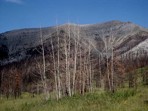 Mount Wright After the Fire Season