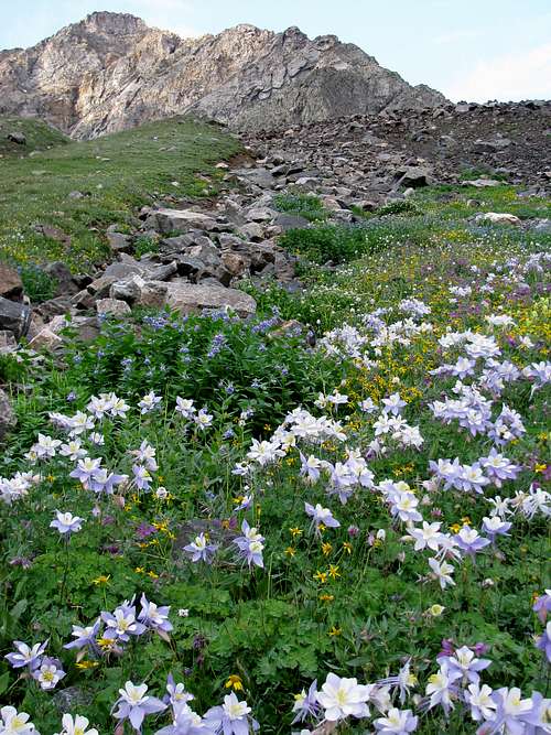 North Ridge and mountain flowers