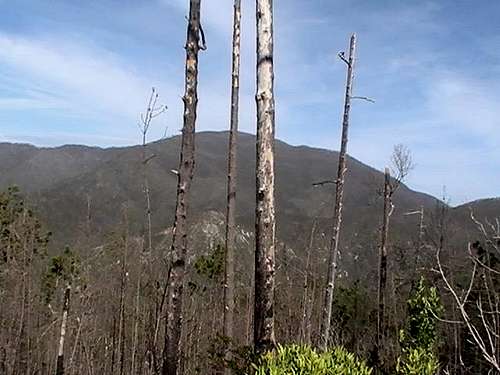 Burnt Forests