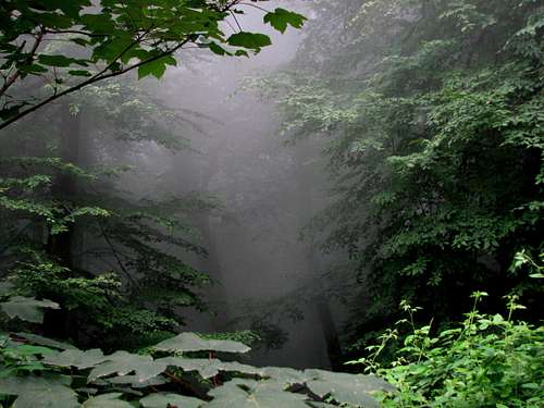 Namak abrood forest