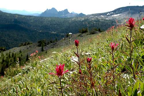 Indian Paintbrush in Top of the World Provincial Park