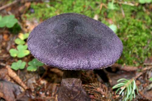 Purple mushroomn