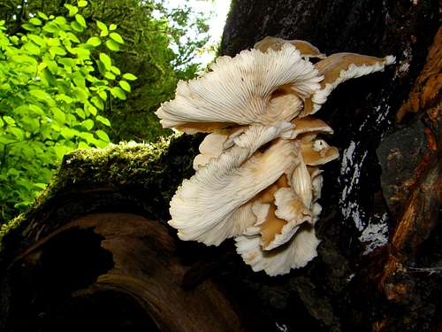 Wonderful Fungus