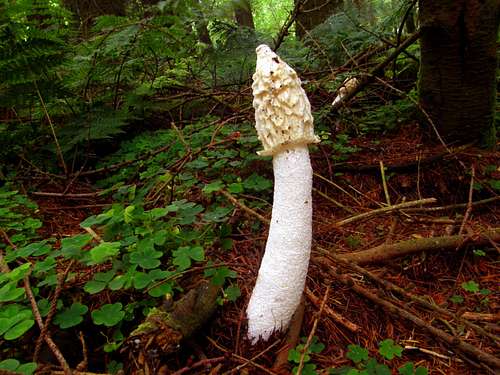 Wonderful Fungus