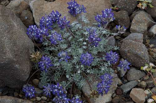 Alpine Lupine