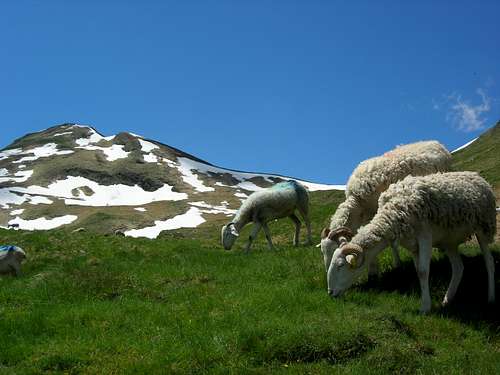 sheep in pyrenees