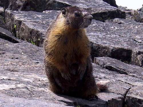 Marmot on Mt Tallac summit
...