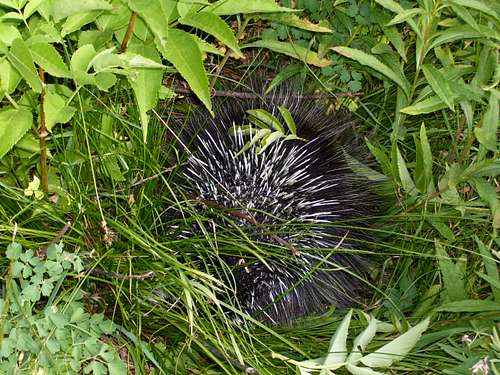 Porcupine