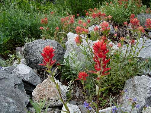 Indian Paintbrush on way to Ruth Mnt.