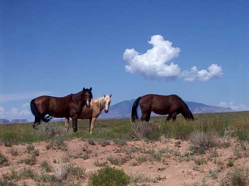 Navajo Mountain