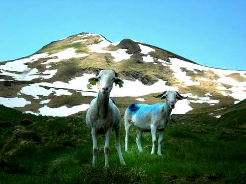 Blue painted sheep