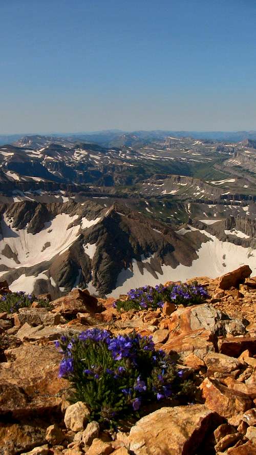 South Teton Wildflowers