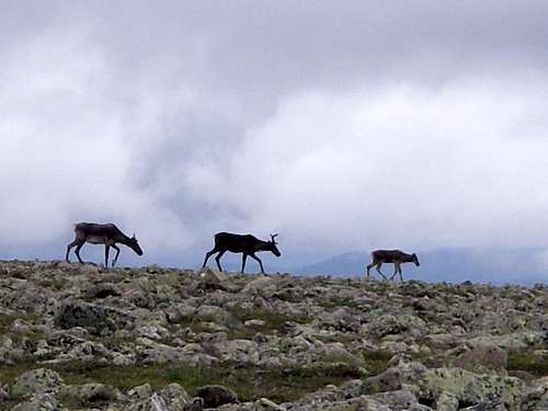 Caribou near the summit of Jacques Cartier