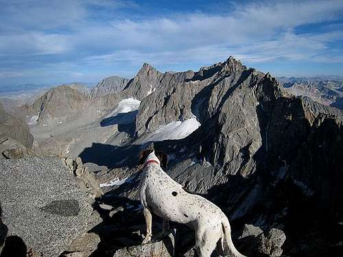 canine alpinist