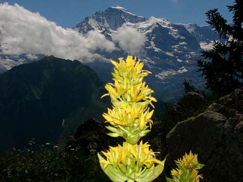 Jungfrau with alpine flower