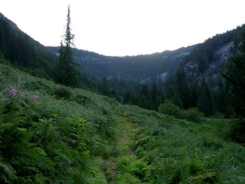Bear Creek Meadow
