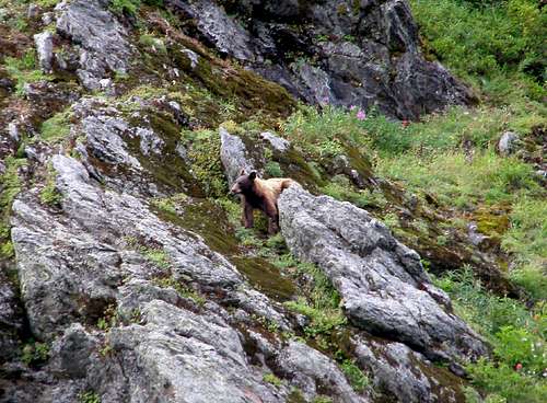 Bear On The Rocks