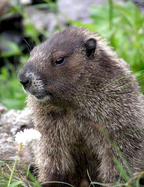 Cascade Marmot