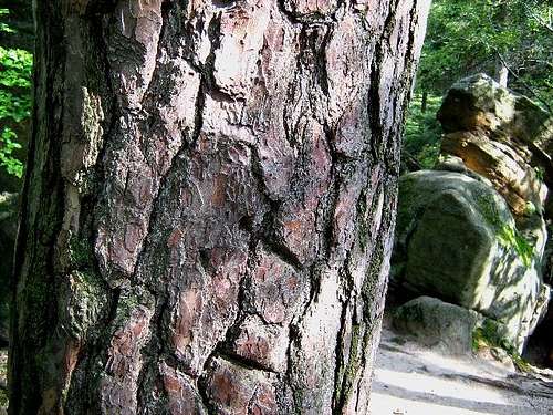 Bark of Scots Pine