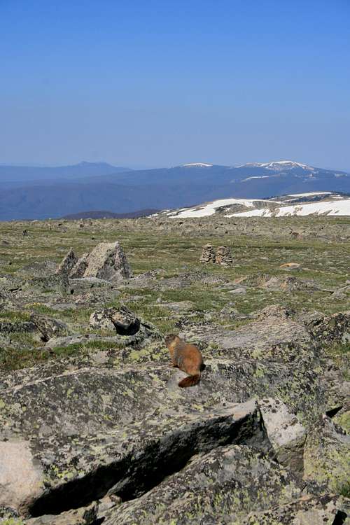 A Marmot's Life for Me