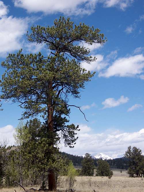 Ponderosa Pine & Mt. Guyot