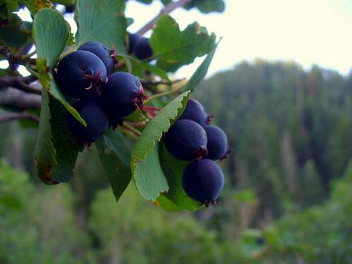 Wasatch Serviceberries