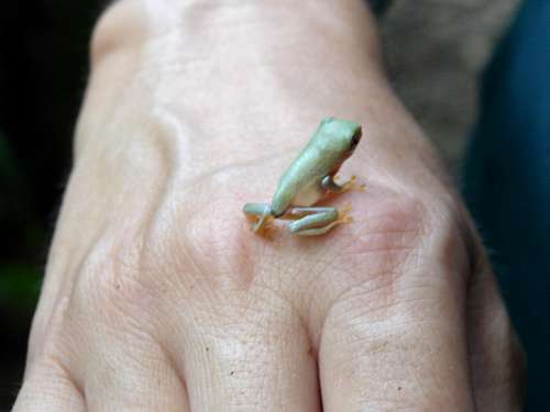 Green frog from Costa Rica (<i>Agalychnis saltator</i>)