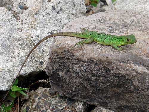 Costa Rican small lizard