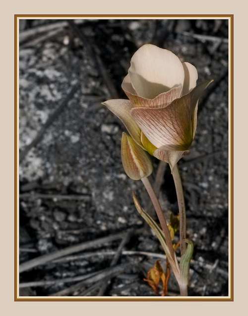 Mariposa Lily 4