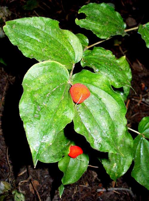 Berries of Fairybells