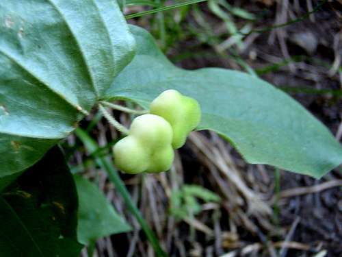 Unripe Berries of Fairybells