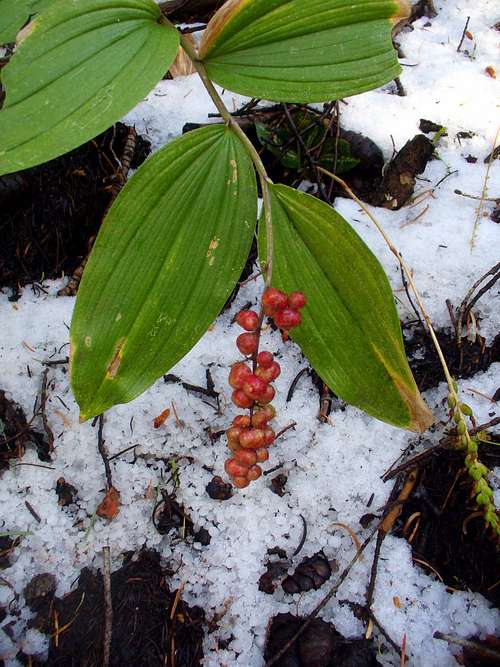 False Solomon-Seal with the first Wasatch snow