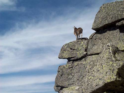 A goat near the summit