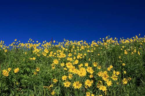 Maroon Bells Wilderness Sunflowers