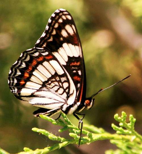 Montana Butterfly